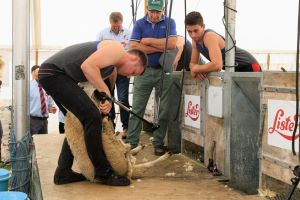 Sheep shearing is baaaack at Moreton Show 2024